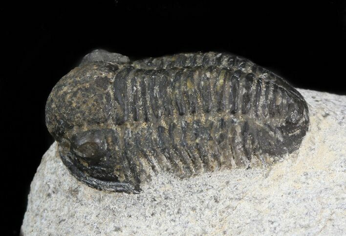 Bargain Gerastos Trilobite Fossil #43475